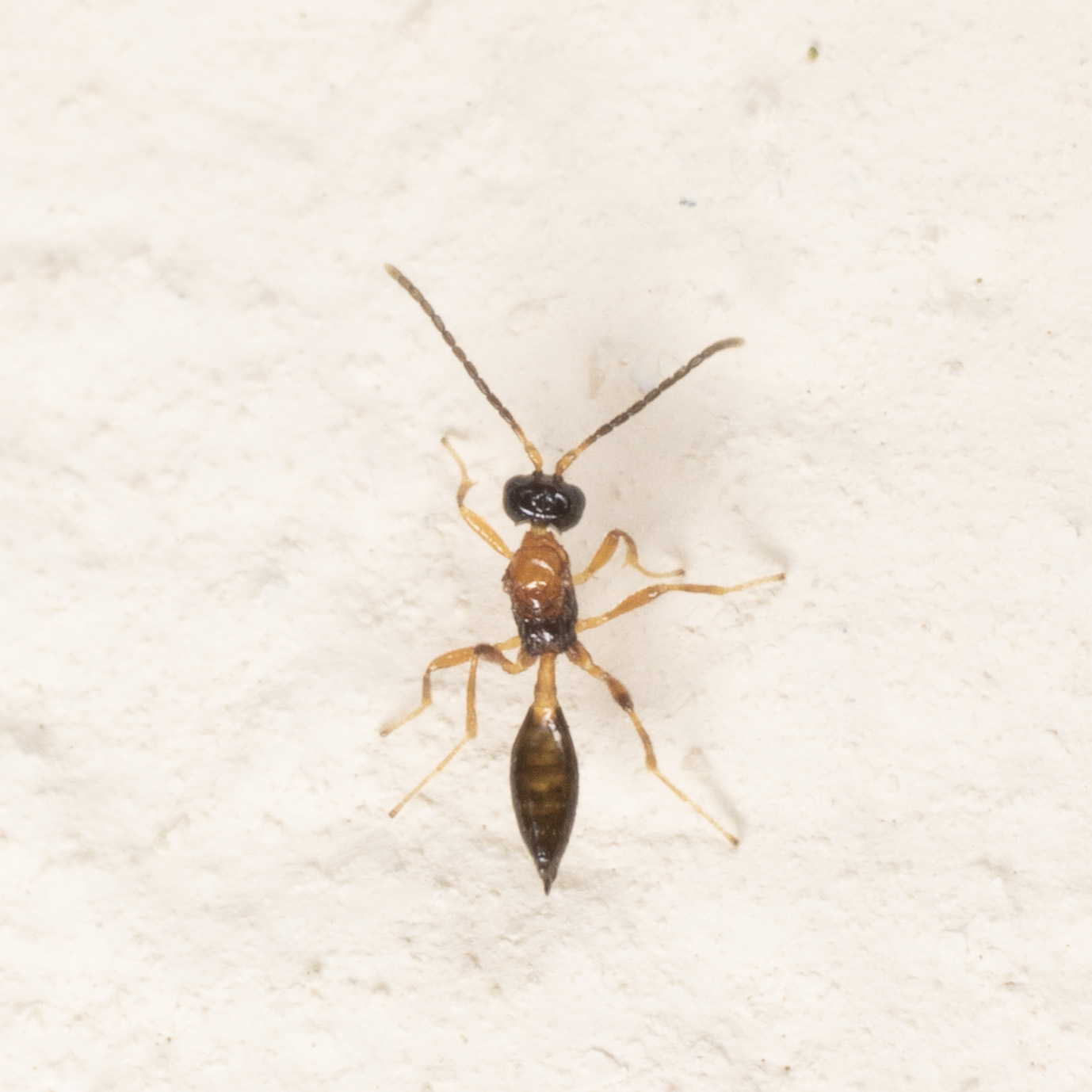 Braconidae: Diaeretellus ephippium?
